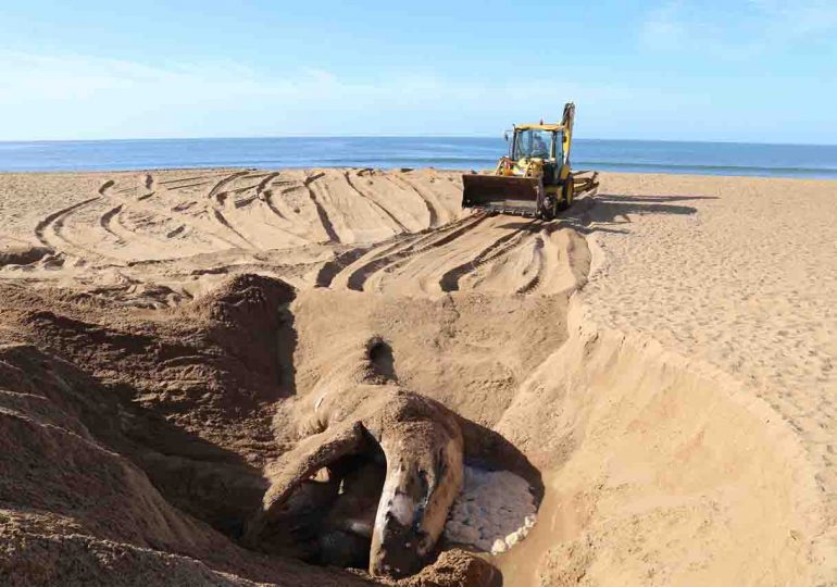 Intendencia sepultó ballena que había llegado a las costas