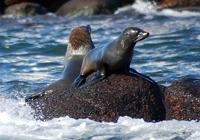 Gerardo Amarilla sobre las denuncias por venta de lobos | “hemos tenido algunas”