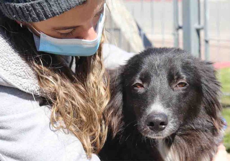 Próximas castraciones caninas serán en Maldonado, San Carlos y Pan de Azúcar