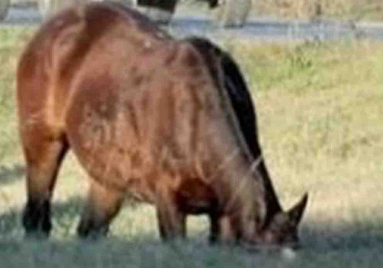 Dos autos se accidentaron cerca de Pan de Azúcar, por la presencia de un caballo en la carretera