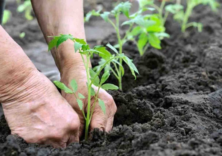 Maldonado y Punta del Este firmarán proyecto sembrando nuestra huerta