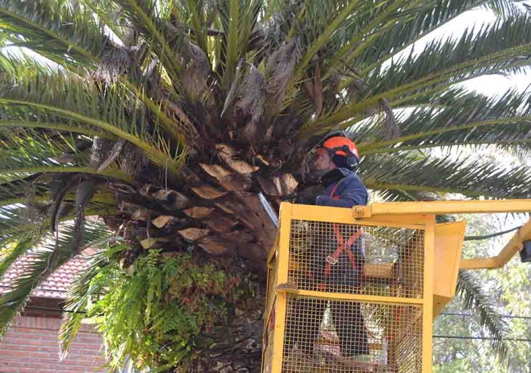 Municipio de Piriápolis realiza trabajo de podas en Playa Grande