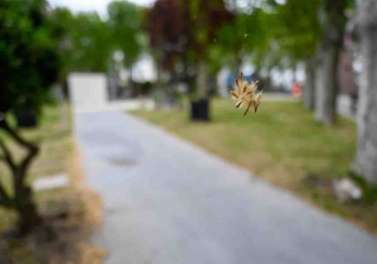 Celebran en Uruguay este 7 de octubre el primer día internacional de la rinitis alérgica del sur