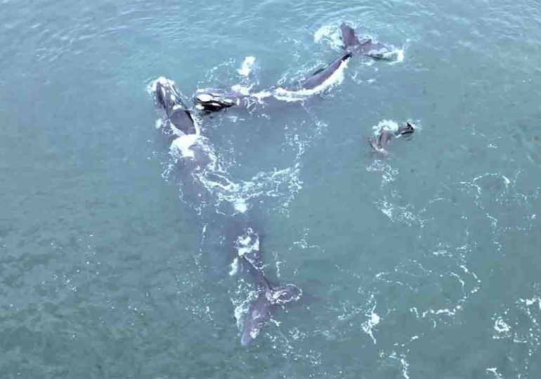 Temporada de Avistamiento de la Ballena Franca Austral