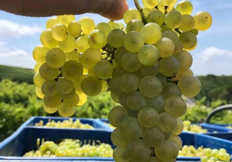 Un vino blanco de Piriápolis representa en el mundo a la industria vitivinícola uruguaya