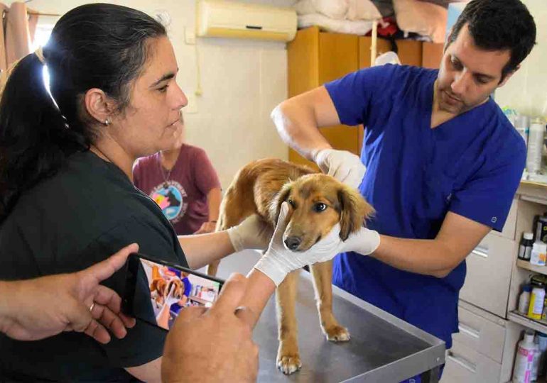 INBA desarrolla fuerte campaña para lograr chipear y castrar a 120 mil animales al año; este año se alcanzó la cifra inédita de 90 mil