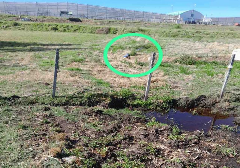 MOVUS denuncia que vivero de UPM en Guichón vuelve a contaminar