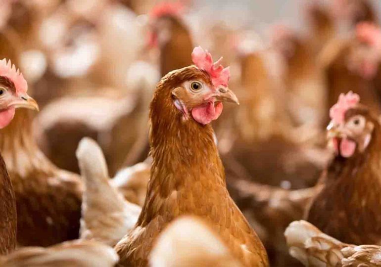 Nuevo foco de gripe aviar en San José | 100 gallinas debieron ser sacrificadas 