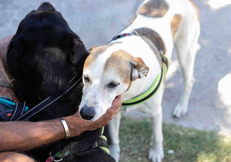 Decreto aprueba la creación de programa nacional de albergues para animales