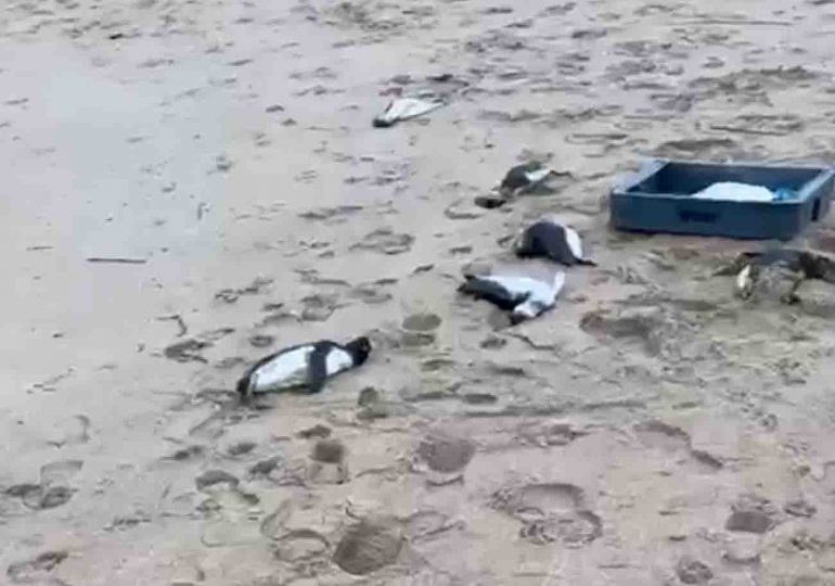 Más de 200 pingüinos se encontraron muertos en las costas de Rocha, Maldonado y Canelones