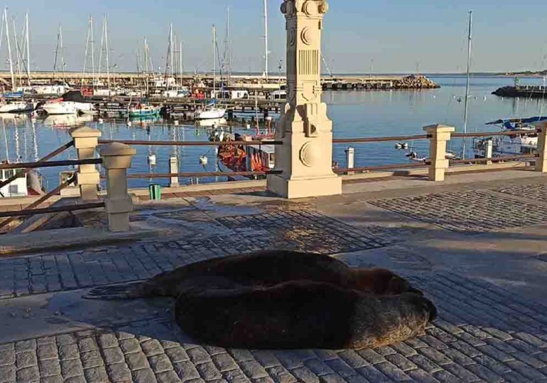 Edil Garateguy propone cartelería de seguridad en el paseo del puerto de Piriápolis para evitar acercamientos con leones y lobos marinos