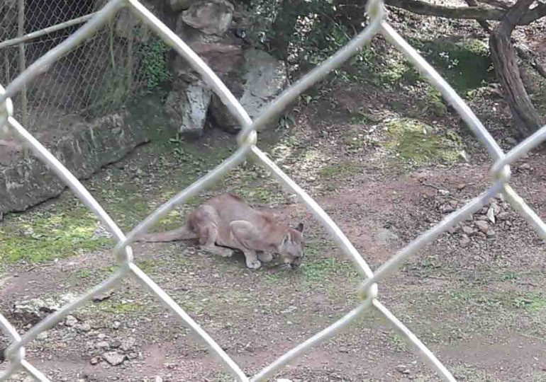 La Estación de Cría del Cerro Pan de Azúcar podría recibir nuevos pumas