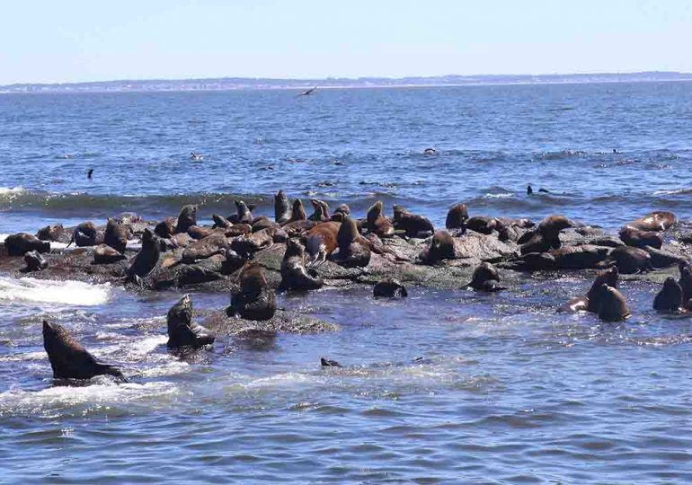Comunicado a la población: detección de influenza aviar en lobos marinos