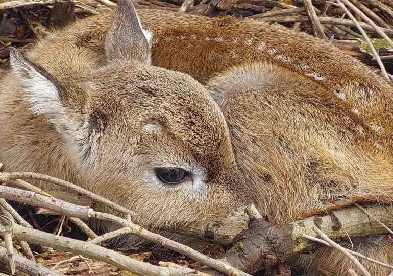 Nacimiento de cuatro venados en la Estación de Cría del Cerro Pan de Azúcar