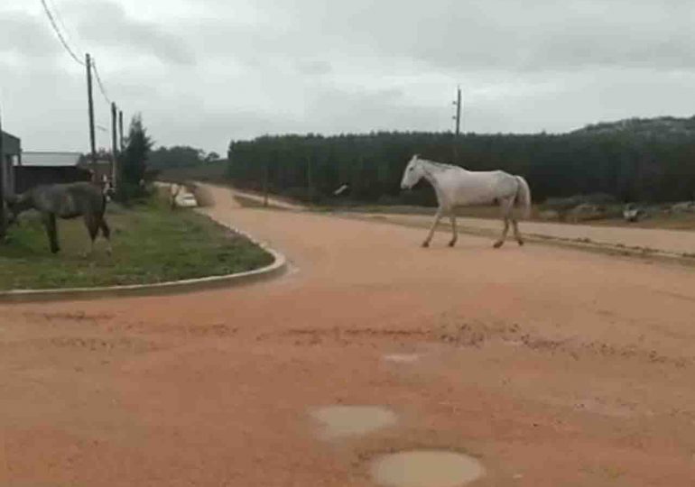 Edil de Maldonado pide solución a presencia de animales sueltos