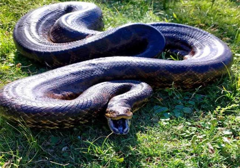 Anaconda amarilla, la más grande registrada en Uruguay, fue hallada en Nueva Palmira