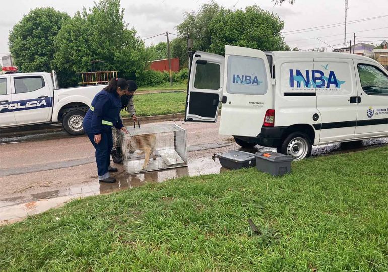 INBA realizó allanamiento en Paso Carrasco tras denuncia y rescató dos perros