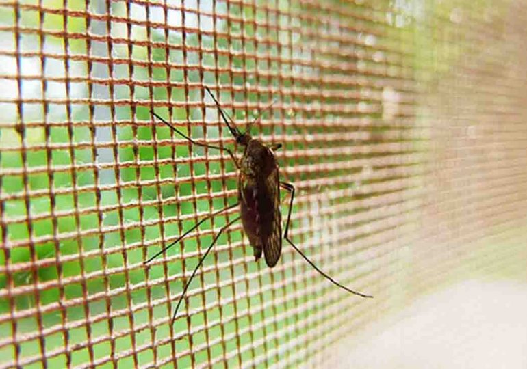 IDM refuerza acciones frente al avance de mosquitos y dispone fumigación puntual