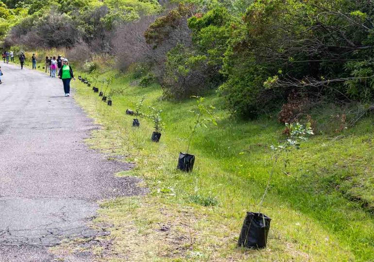 Plantaron 183 árboles nativos en el Cerro del Toro