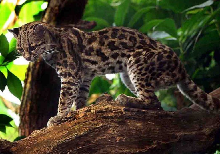 Funcionaria de la ECFA recupera un ejemplar de gato margay que se había escapado de su recinto