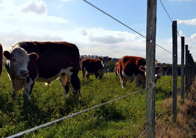 Israel habilita las exportaciones de carne ovina y bovina con hueso uruguaya