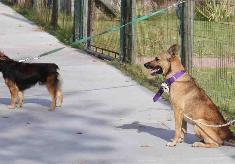 Hoy hay castraciones gratuitas para perros | dónde es y qué tener en cuenta