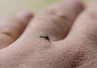 Salud Pública confirmó un caso de dengue importado en Maldonado