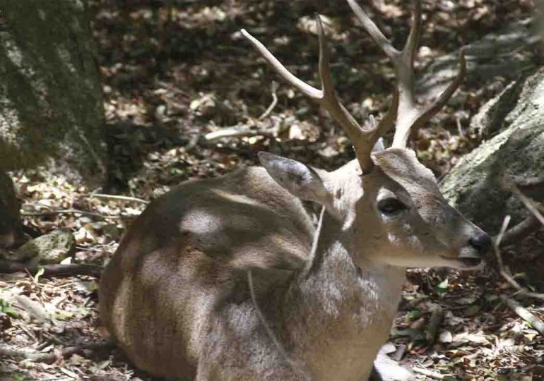 ECFA sigue apostando por mejorar la genética de los venados de campo y las condiciones de bienestar animal de todas las especies