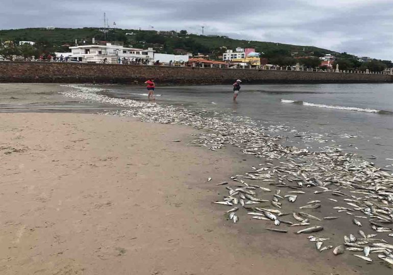 Preocupación en Piriápolis por la mortandad de peces | autoridades trabajan para determinar el origen