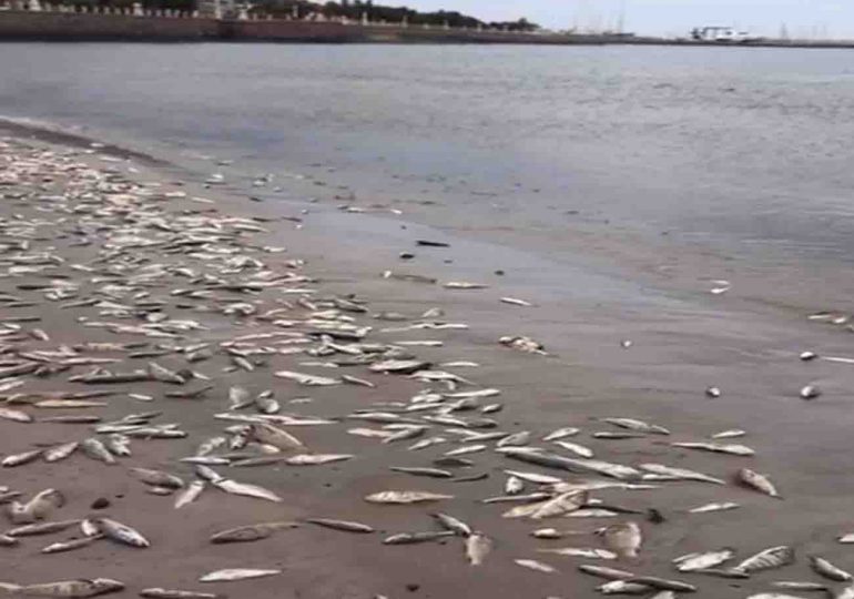 Funcionarios de Biología Pesquera investigan aparición de peces muertos en playas de Piriápolis