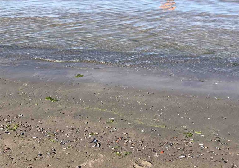 Cianobacterias en Piriápolis y Solís