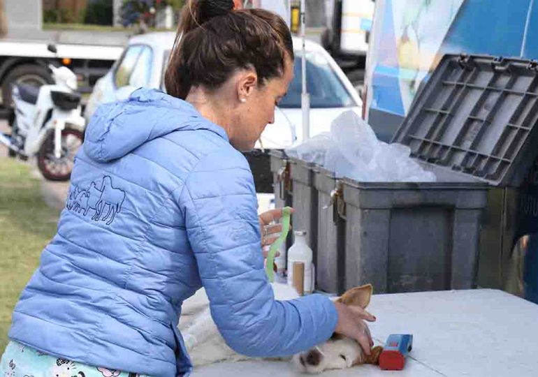 Calendario de castraciones caninas gratuitas para esta semana