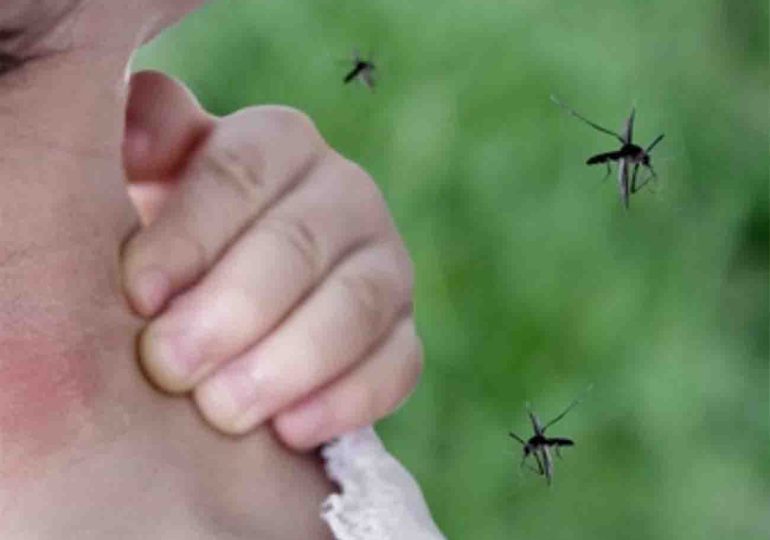 Hay 9 personas internadas por Dengue 