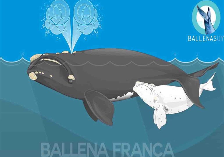 Taller sobre ballena franca austral