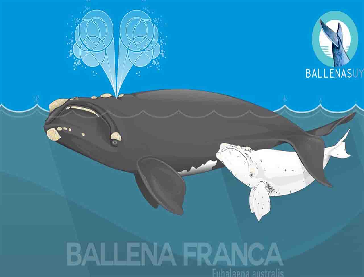 Taller sobre ballena franca austral - RBC 1210 AM