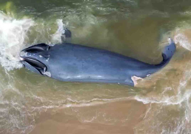 Ballena Franca Austral varada en Laguna Garzón con cortes de hélices