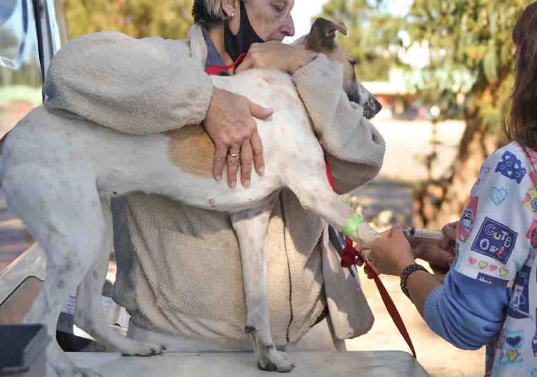 Móvil de castraciones se instalará en distintas zonas de Maldonado