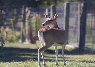 Proyecto científico de inseminación de venado de campo realizado en la ECFA avanza con buenas expectativas