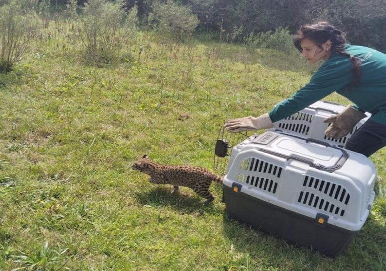 Liberaron dos ejemplares de gato montés