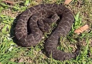 Mujer falleció tras ser mordida por una serpiente yarará en San Carlos