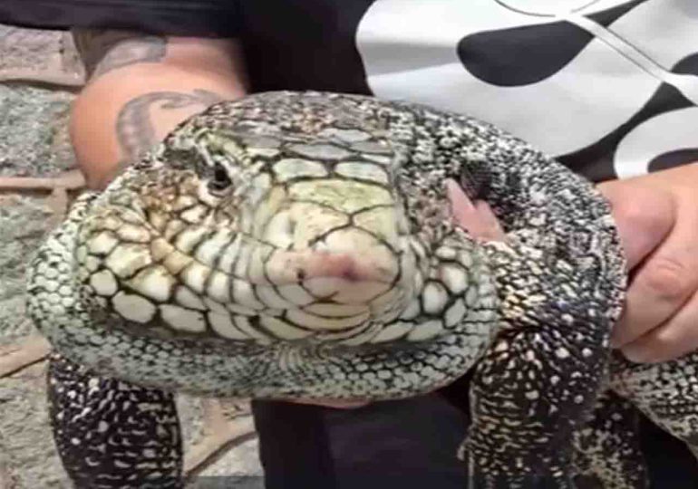 Rescatan un lagarto overo que apareció en los alrededores del puerto de Piriápolis