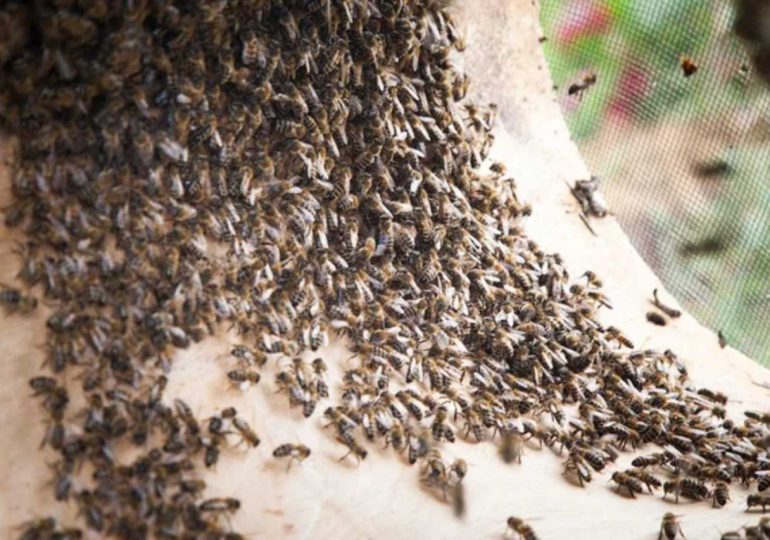 Ataque de enjambre de abejas en zona rural de Rocha cobra la vida de trabajador municipal