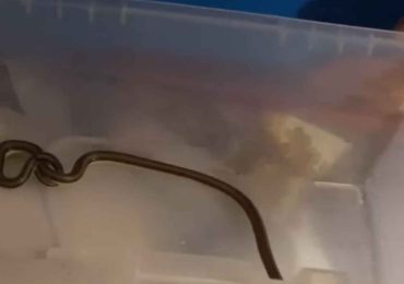 Alternatus Uruguay rescata serpiente venenosa en casa de Piriápolis