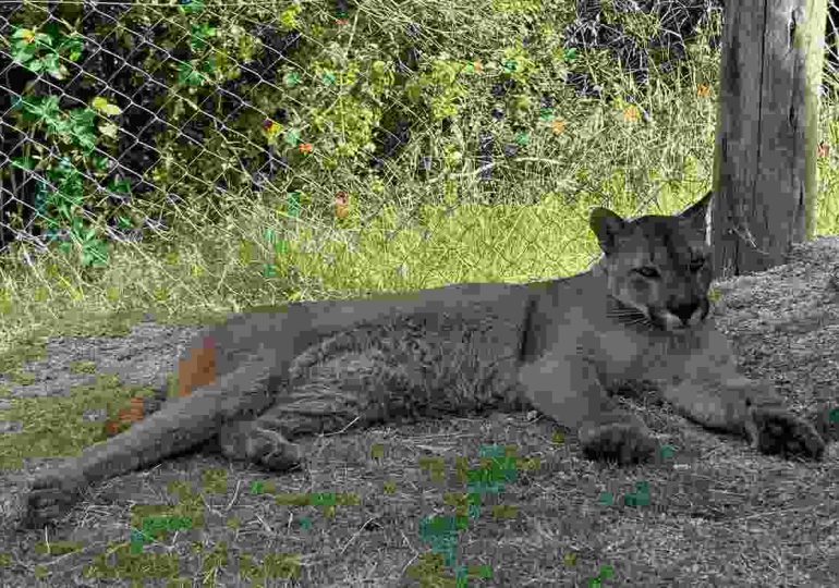 Estación de Cría del Cerro Pan de Azúcar recibe cuatro nuevos pumas en un proyecto de conservación internacional