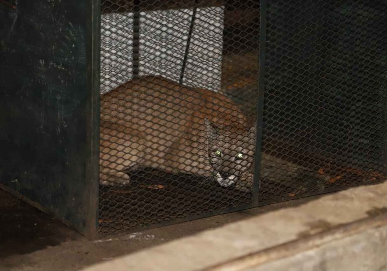 Director de Gestión Ambiental destaca operativo rescate y adelanta medidas que buscarán reforzar aún más la zona de pumas