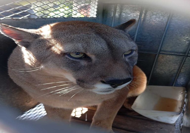 La Estación de Cría del Cerro Pan de Azúcar recibe dos parejas de pumas