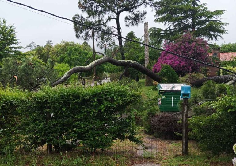 Bomberos explican inspección y respuesta a caída de árbol en Celedonio Rojas