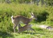 Nacieron nuevos venados de campo en la ECFA