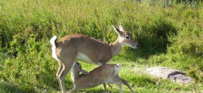 Investigación sobre el Venado de Campo será presentada en el Congreso Europeo de Mamíferos