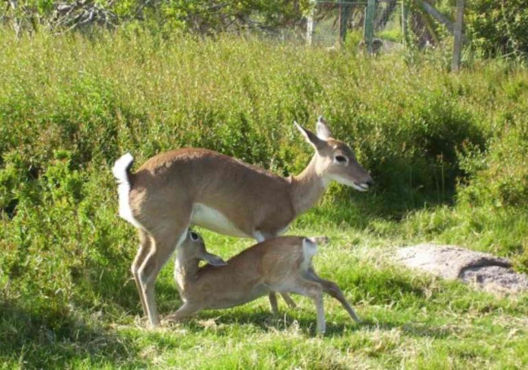 Investigación sobre el Venado de Campo será presentada en el Congreso Europeo de Mamíferos